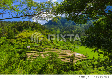 Rice fields - Bali island Indonesia 73549704
