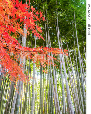 真っ直ぐ伸びた青竹と鮮やかな紅葉 朝の清々しい景色 真っ直ぐ伸びた青竹と鮮やかな紅葉 朝の清々しい景色 73549758