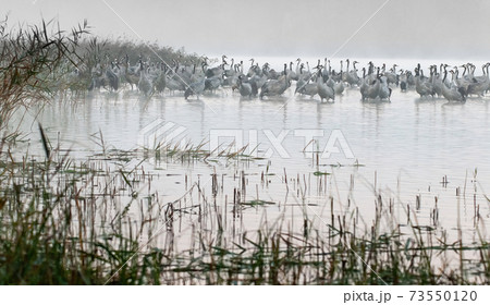 Cranes (Grus grus) stand in the lake's water in the dense morning mist 73550120