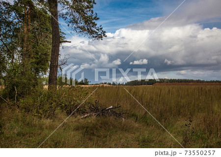 .A summer landscape with a mid-forest meadow under a blue sky wi 73550257