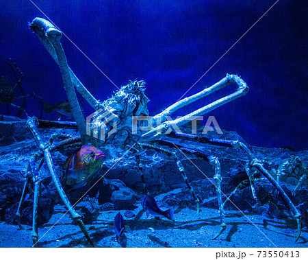 タカアシガニ 73550413