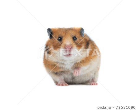 Syrian hamster isolated on white background 73551090