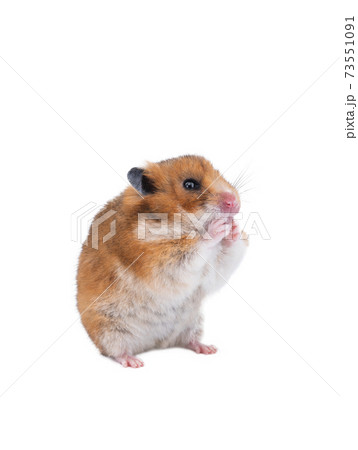 Syrian hamster isolated on white background 73551091