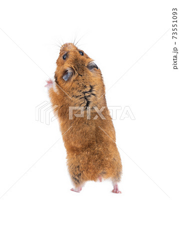 Syrian hamster stands on its hind legs isolated on white background. 73551093