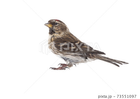 Eurasian Linnet isolated on white background. 73551097