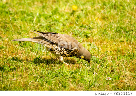 Kestrel catching worms on a lawn in County Donegal - Ireland. Kestrel catching worms on a lawn in County Donegal - Ireland. 73551117