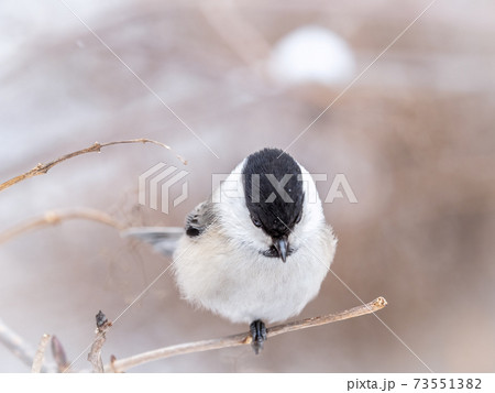 Cute bird the willow tit, song bird sitting on a branch without leaves in the winter. 73551382