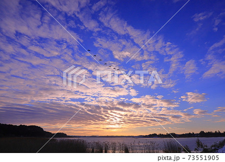 厳冬伊豆沼の朝の飛び立ち 厳冬伊豆沼の朝の飛び立ち 73551905