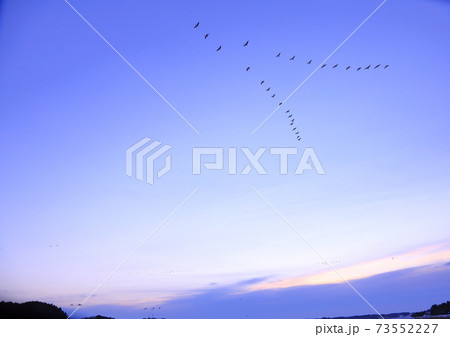 厳冬伊豆沼の朝の飛び立ち 73552227