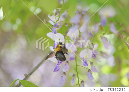 満開のフジの花と蜜を集めるクマンバチ 満開のフジの花と蜜を集めるクマンバチ 73552252