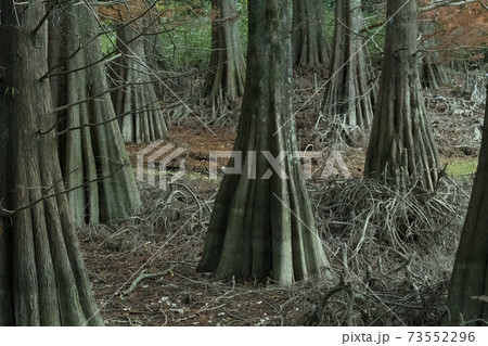 幻想的な九大の森 73552296