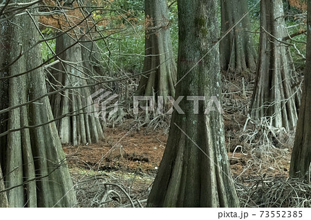 幻想的な九大の森 幻想的な九大の森 73552385