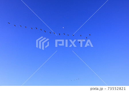 厳冬伊豆沼の朝の飛び立ち 厳冬伊豆沼の朝の飛び立ち 73552821