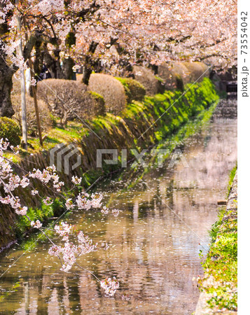 桜のリフレクション 桜のリフレクション 73554042