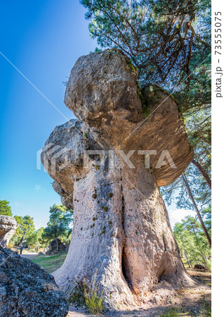 Huge boulder and pine tree over it 73555075