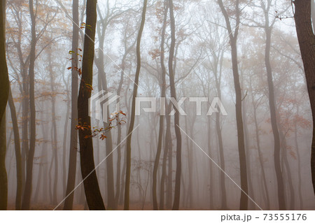 Autumnal mysterious forest trees with yellow leaves. 73555176