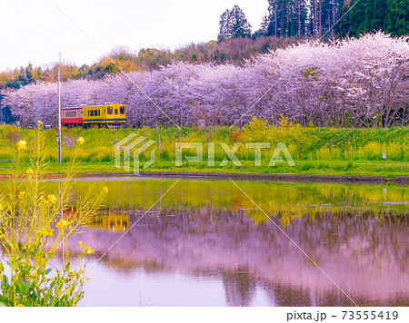 M/G 千葉県いすみ鉄道 レア 桜 春 写真 | ontheclock.com.br