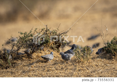 yellow eyed pigeon or Columba eversmanni in an open field during winter migration and in morning light at jorbeer conservtion reserve bikaner rajasthan india yellow eyed pigeon or Columba eversmanni in an open field during winter migration and in morning light at jorbeer conservtion reserve bikaner rajasthan india 73556331