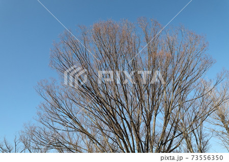 枯れ木 枯れ木 73556350
