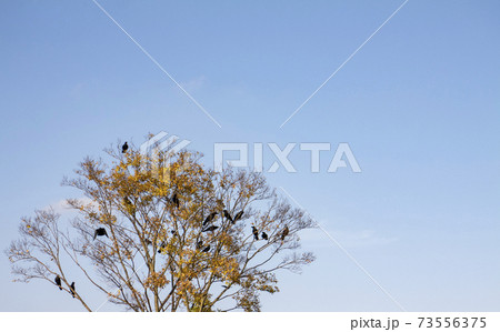 黄金色の木に止まるたくさんのカラスと青い空 Many crows on the tree 黄金色の木に止まるたくさんのカラスと青い空 Many crows on the tree 73556375