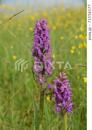 Wild orchid blooms in meadow Wild orchid blooms in meadow 73556377