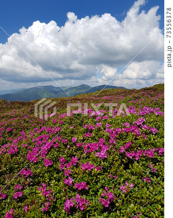 Chervona ruta (Rhododendron) blooming in mountains 73556378