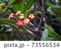 The beauty colorful flowers name Plumeria in garden 73556534
