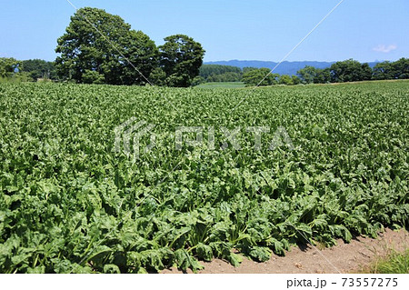 北海道の風景「甜菜畑」 73557275