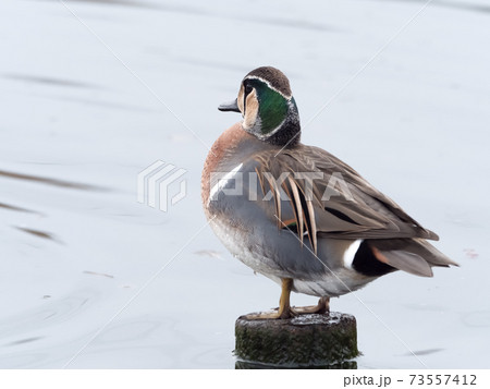 トモエガモ 73557412