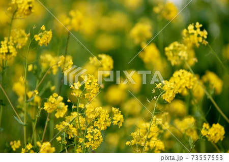 菜の花 菜の花 73557553