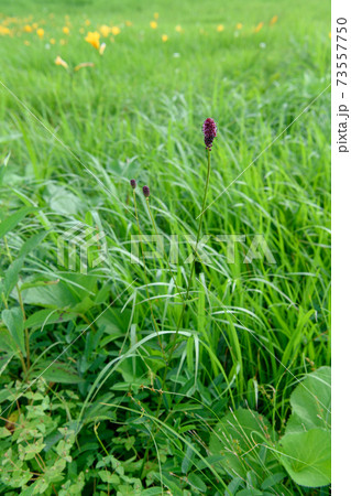 ミヤマワレモコウ 73557750