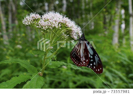 アサギマダラ 73557981