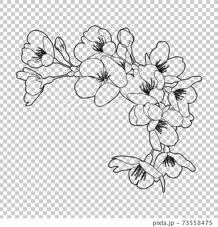 桜の花 線画イラスト コーナー 枠飾り 白黒 線画 白背景 花 白塗りなし のイラスト素材