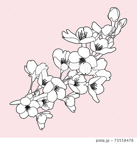 桜の花 線画イラスト 装飾 飾り 白黒 線画 ピンク背景 花 白塗り のイラスト素材