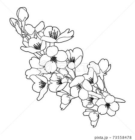 Cherry Blossom Line Art Illustration Stock Illustration