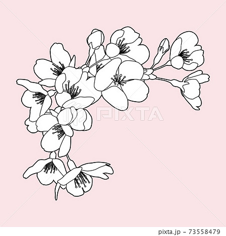 桜の花 線画イラスト コーナー 枠飾り 白黒 線画 ピンク背景 花 白塗り のイラスト素材