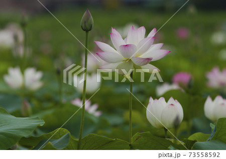 奈良県の藤原京跡にある蓮池に蓮の花が咲いています。学名はNelumbo nuciferaです。 73558592