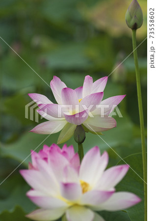 奈良県の藤原京跡にある蓮池に蓮の花が咲いています。学名はNelumbo nuciferaです。 奈良県の藤原京跡にある蓮池に蓮の花が咲いています。学名はNelumbo nuciferaです。 73558602