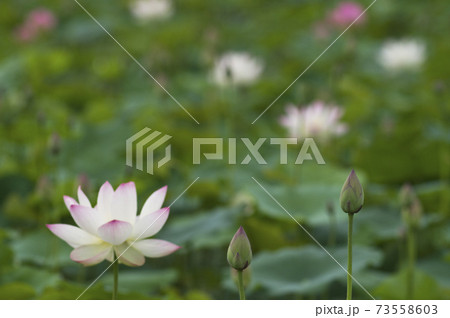 奈良県の藤原京跡にある蓮池に蓮の花が咲いています。学名はNelumbo nuciferaです。 奈良県の藤原京跡にある蓮池に蓮の花が咲いています。学名はNelumbo nuciferaです。 73558603