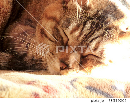 陽だまりで寝る猫 陽だまりで寝る猫 73559205