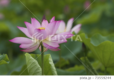 奈良県の藤原京跡にある蓮池に蓮の花が咲いています 学名はnelumbo Nuciferaです の写真素材