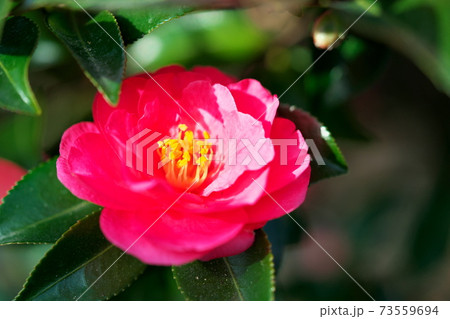 かわいい花 73559694