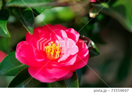 かわいい花 73559697