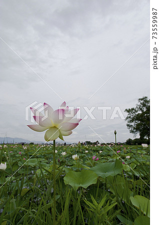 奈良県の藤原京跡にある蓮池に蓮の花が咲いています。学名はNelumbo nuciferaです。 73559987