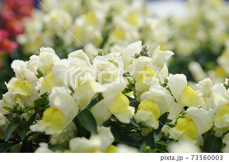 ふわふわした白色のキンギョソウの花の写真素材