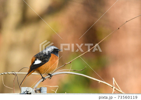 ジョウビタキ 73560119