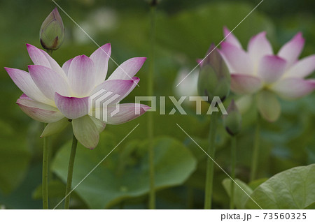 奈良県の藤原京跡にある蓮池に蓮の花が咲いています。学名はNelumbo nuciferaです。 奈良県の藤原京跡にある蓮池に蓮の花が咲いています。学名はNelumbo nuciferaです。 73560325