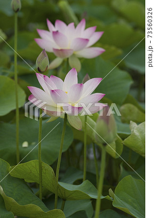 奈良県の藤原京跡にある蓮池に蓮の花が咲いています。学名はNelumbo nuciferaです。 奈良県の藤原京跡にある蓮池に蓮の花が咲いています。学名はNelumbo nuciferaです。 73560326