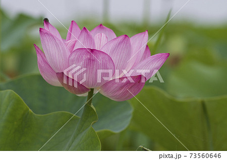 奈良県の藤原京跡にある蓮池に蓮の花が咲いています 学名はnelumbo Nuciferaです の写真素材