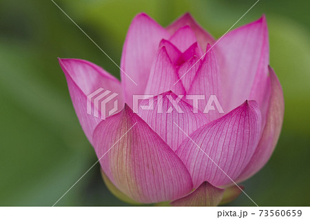 奈良県の藤原京跡にある蓮池に蓮の花が咲いています。学名はNelumbo nuciferaです。 奈良県の藤原京跡にある蓮池に蓮の花が咲いています。学名はNelumbo nuciferaです。 73560659